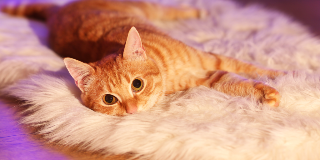 a cute orange cat lying on a fur rug