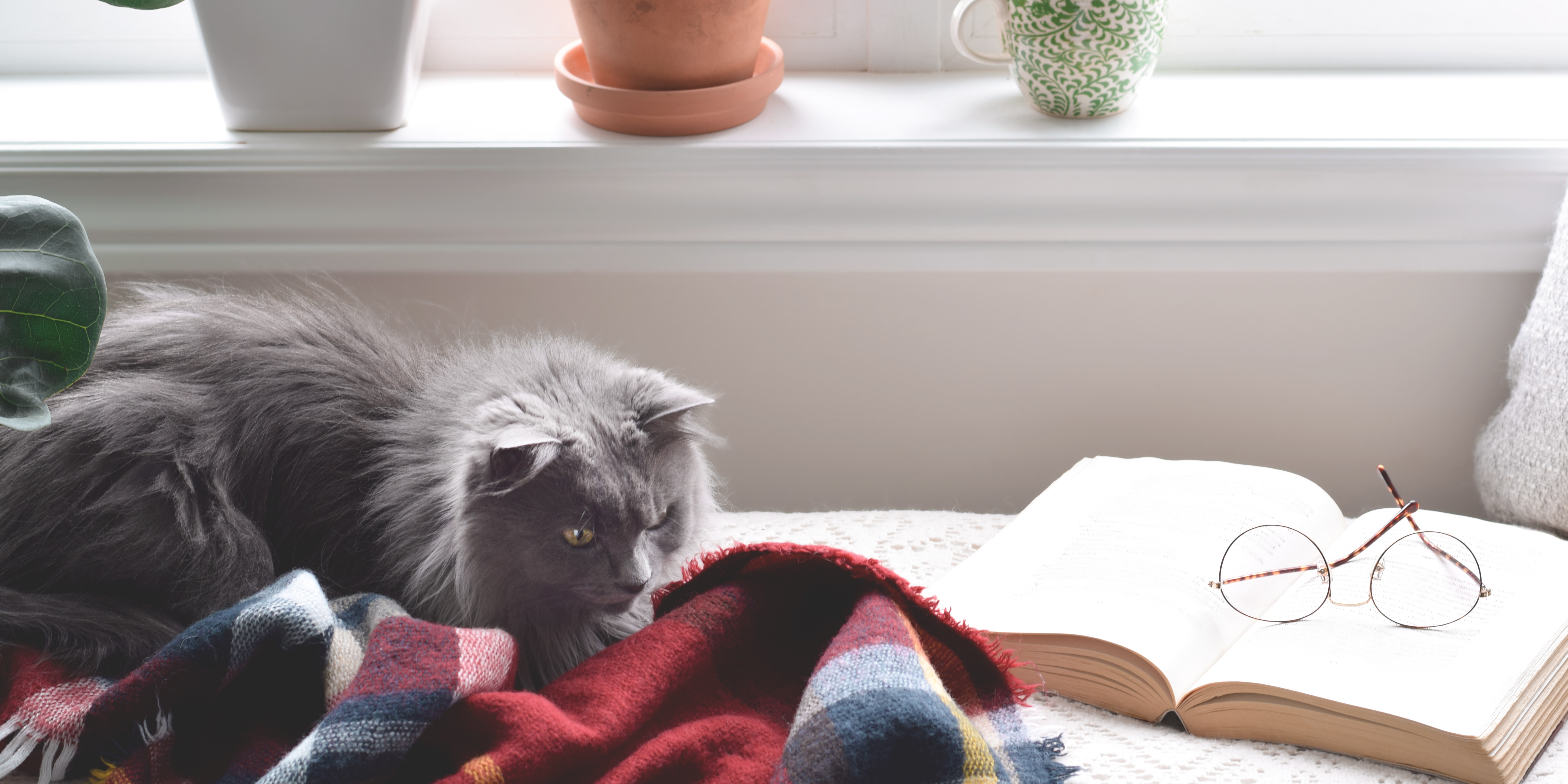 a cat sitting next to a book and a par of glasses in a cozy nook