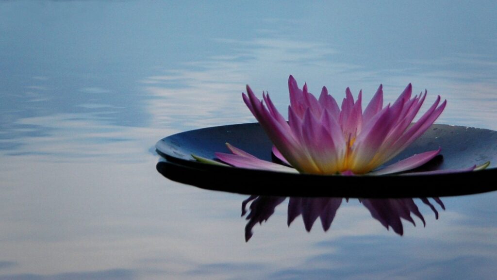 A water lily floating on water
